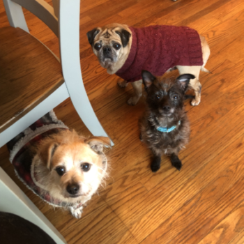 dogs!