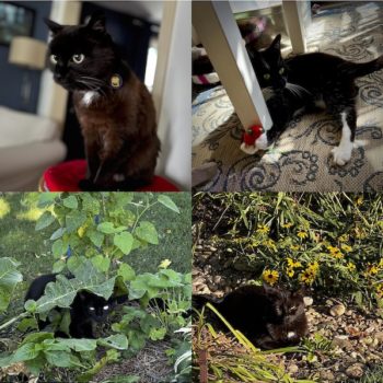 Cat Collage
