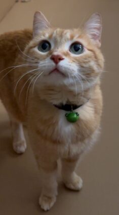 Ari Cat